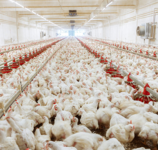 Монтаж и пусконаладка системы мониторинга птицеводческих цехов